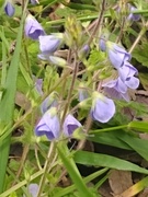15th May 2021 - Vetch or Speedwell??