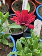 14th May 2021 - In my greenhouse