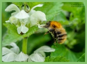 15th May 2021 - Seeking Pollen