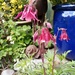 Spring.. Aquilegia by 365projectorgjoworboys