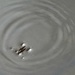 Water Bug by janeandcharlie