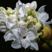 Liliac flower...  by gosia