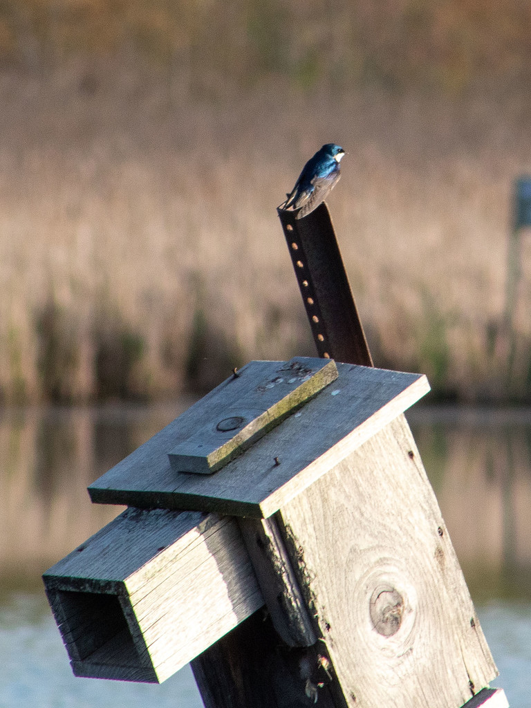 Tree Swallow by tdaug80