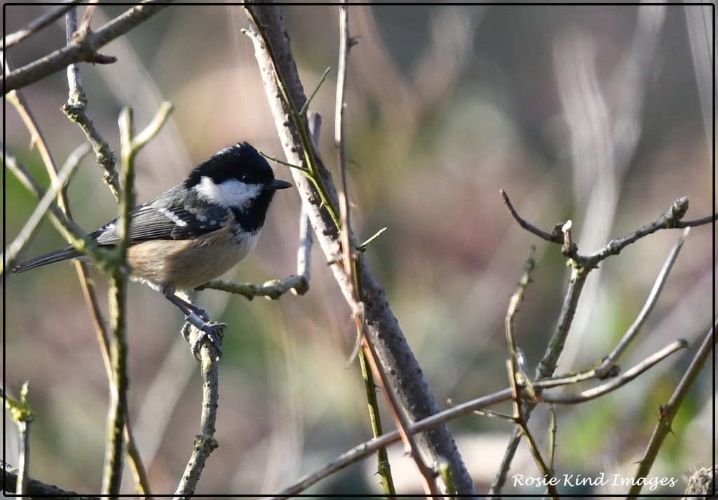 Coal Tit at RSPB by rosiekind