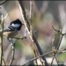 Coal Tit at RSPB by rosiekind
