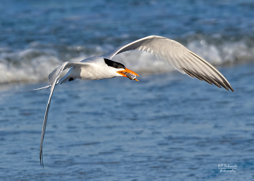 Royal Tern coming ashore by photographycrazy
