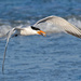 Royal Tern coming ashore by photographycrazy