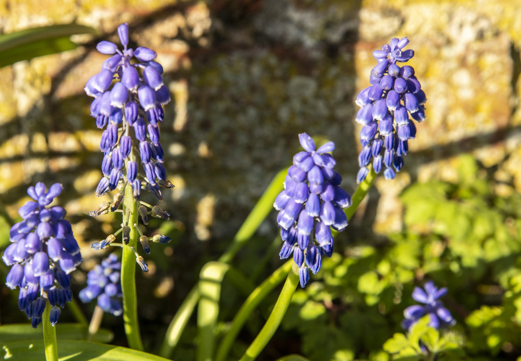 Bluebells by clivee