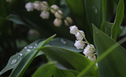 15th May 2021 - Lilies of the Valley