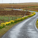 Daffodil Avenue by lifeat60degrees