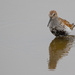 Dunlin by lifeat60degrees