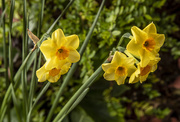 10th Apr 2021 - Daffodils