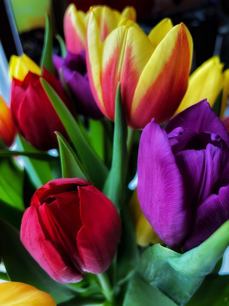 Tulips  by denful