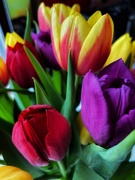 15th May 2021 - Tulips 