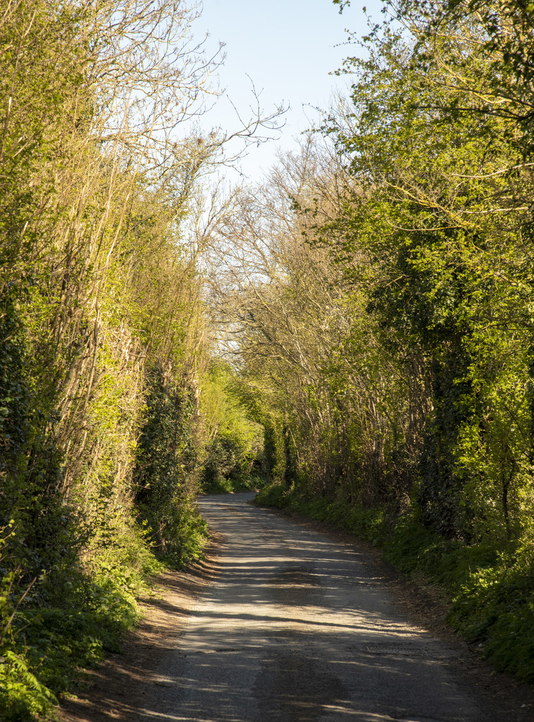 Down the lane by clivee