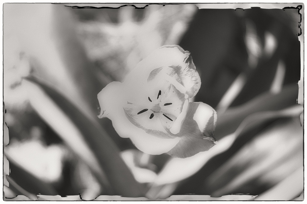 A Tulip in Sepia by joysabin