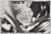 13th May 2021 - A Tulip in Sepia