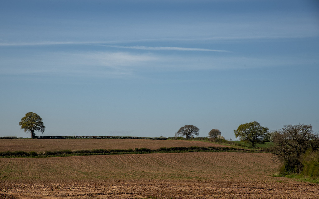 Trees on the horizon by clivee