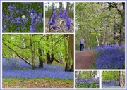 15th May 2021 - Bluebell Woods