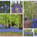Bluebell Woods by judithdeacon