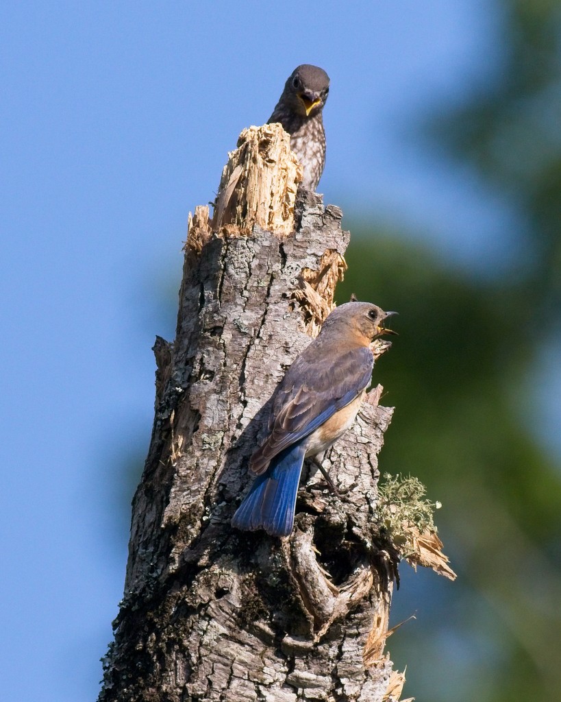 LHG-1541- bluebird fledgeing by rontu