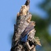 LHG-1541- bluebird fledgeing by rontu