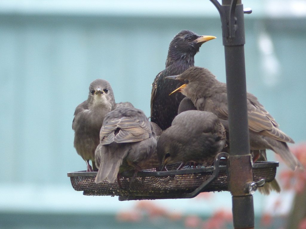 Busy day for the Starlings! by jokristina