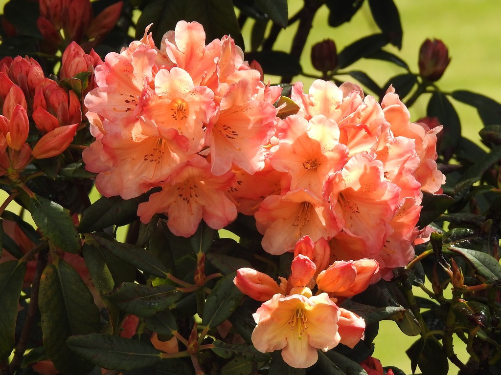  Rhododendron in the Garden 2  by susiemc
