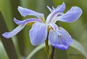 15th May 2021 - LHG-1569- Iris at wetlands 