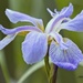LHG-1569- Iris at wetlands  by rontu