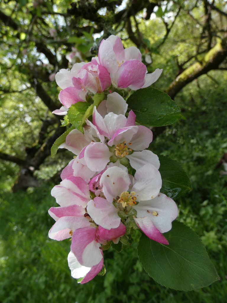 Apple blossom by julienne1