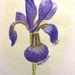 Birthday Iris by artsygang