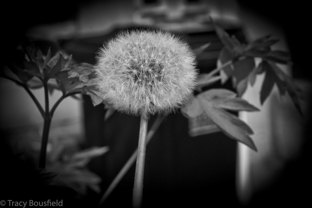 Pappus by tracybeautychick