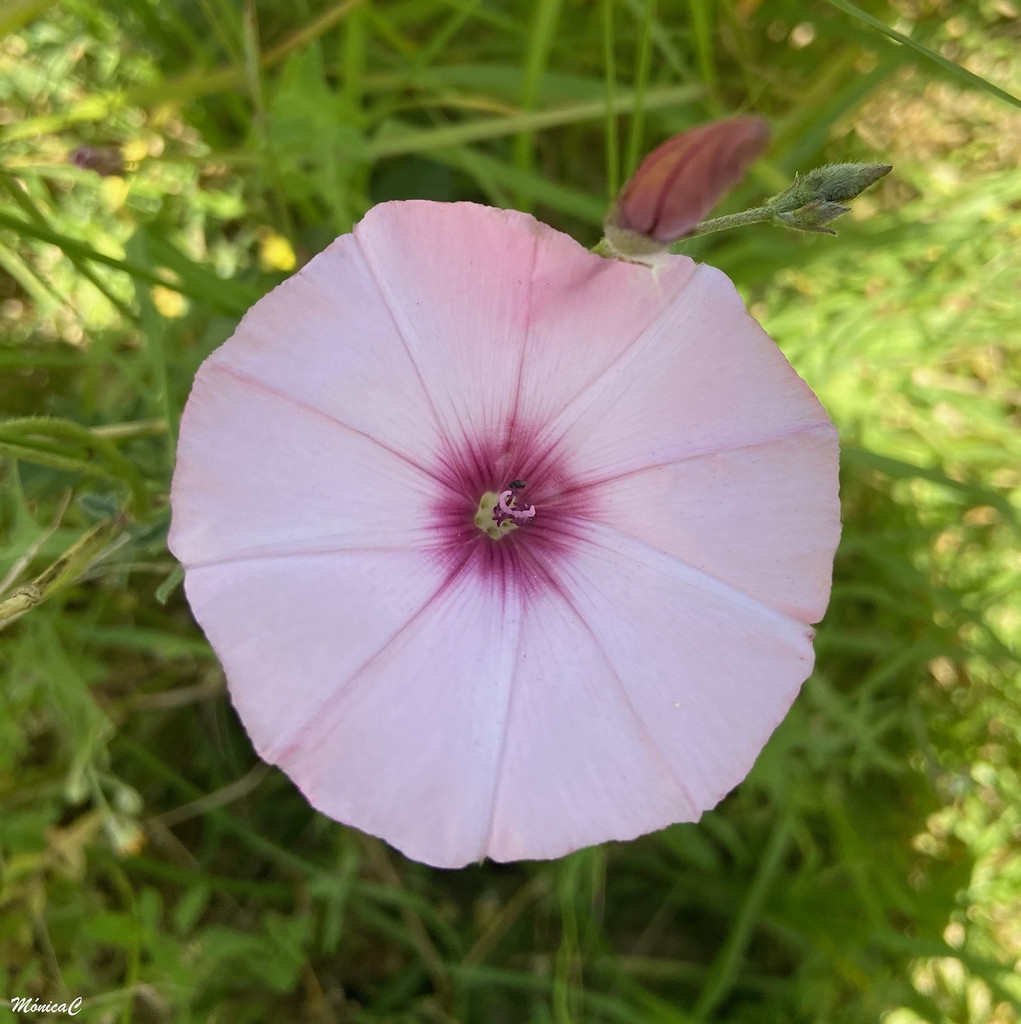 Mallow bindweed by monicac