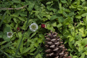 15th May 2021 - Clovers and Strawberries and Pinecones, Oh My!