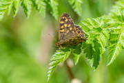 15th May 2021 - Speckled Wood