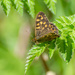 Speckled Wood by rjb71