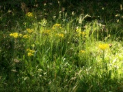 16th May 2021 - Weeds and wildflowers...