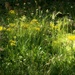 Weeds and wildflowers... by marlboromaam