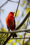 14th May 2021 - Scarlet Tanager !!! 