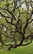 15th May 2021 - A favourite tree