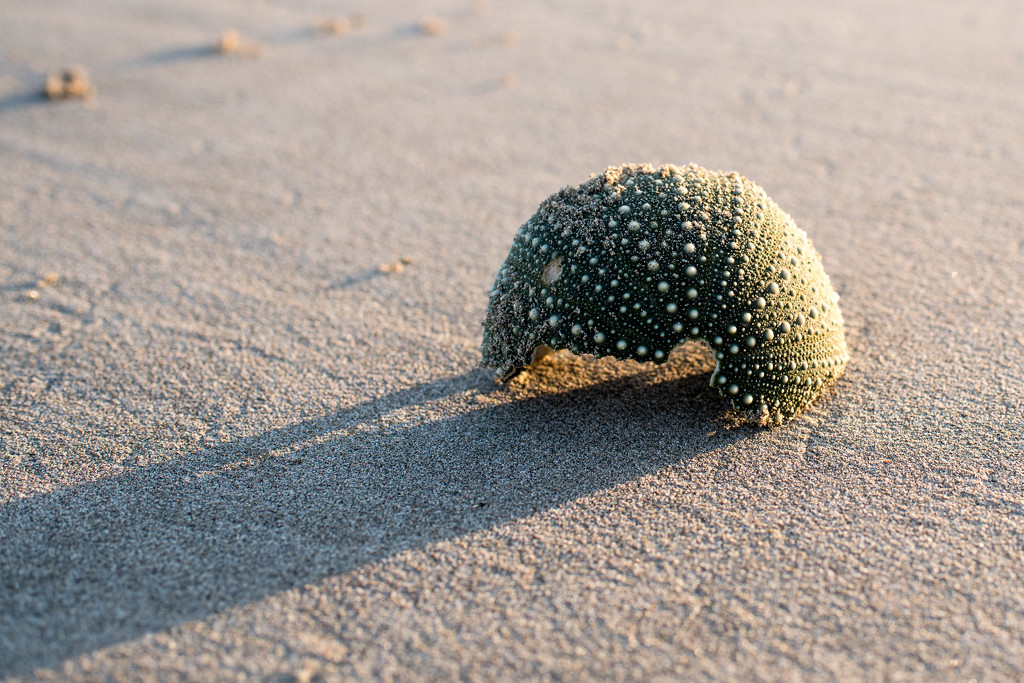 Just a little sea urchin in the sunrise  by brigette