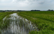 15th May 2021 - Dutch landscape on a rainy day
