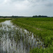 Dutch landscape on a rainy day by marijbar
