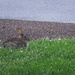 Bun In The Grass by linnypinny