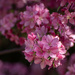 Cherry Blossoms   by dora