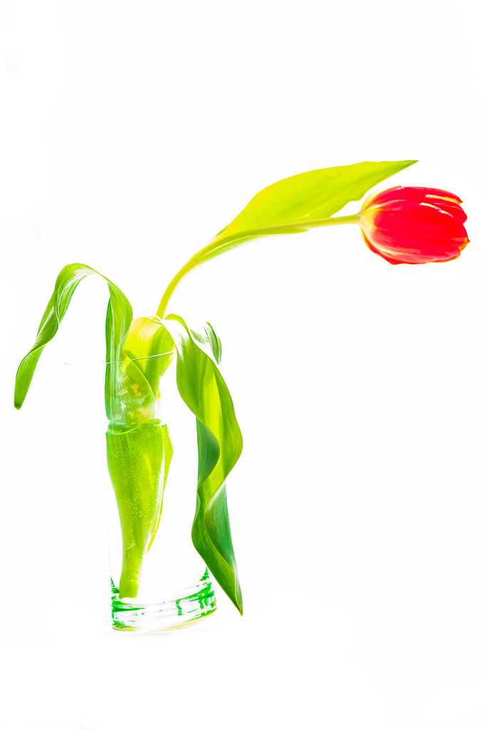 Tulip  by dora