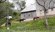 15th May 2021 - Amish Farm