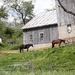 Amish Farm by julie