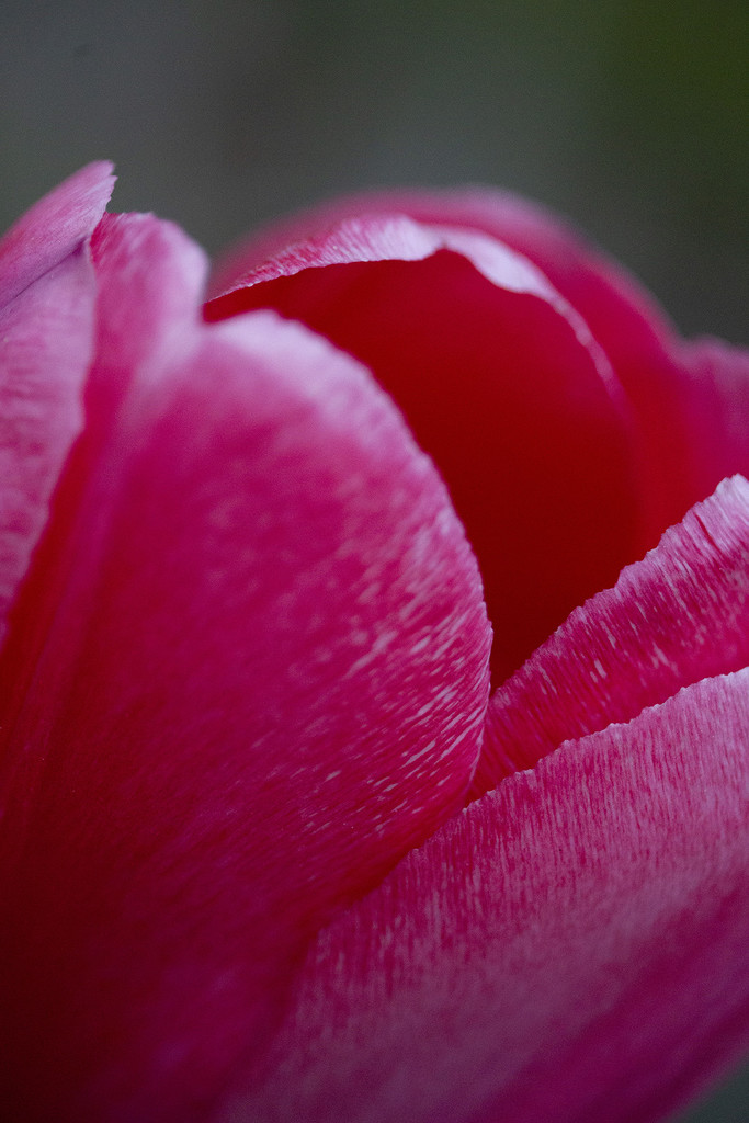 The Story Of The Tulip by pdulis